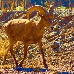 Meet your Posher, Don